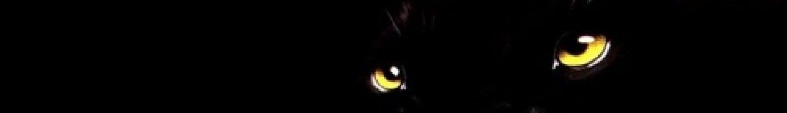 Bruxelles Panth&egrave;res